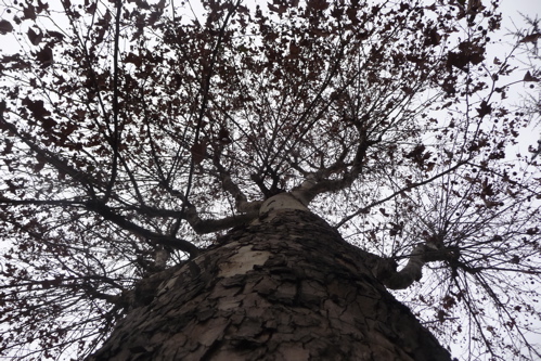 Aosta. Un albero e il cielo