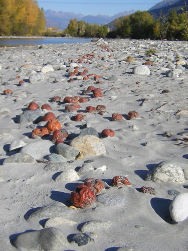 Mele lungo il fiume